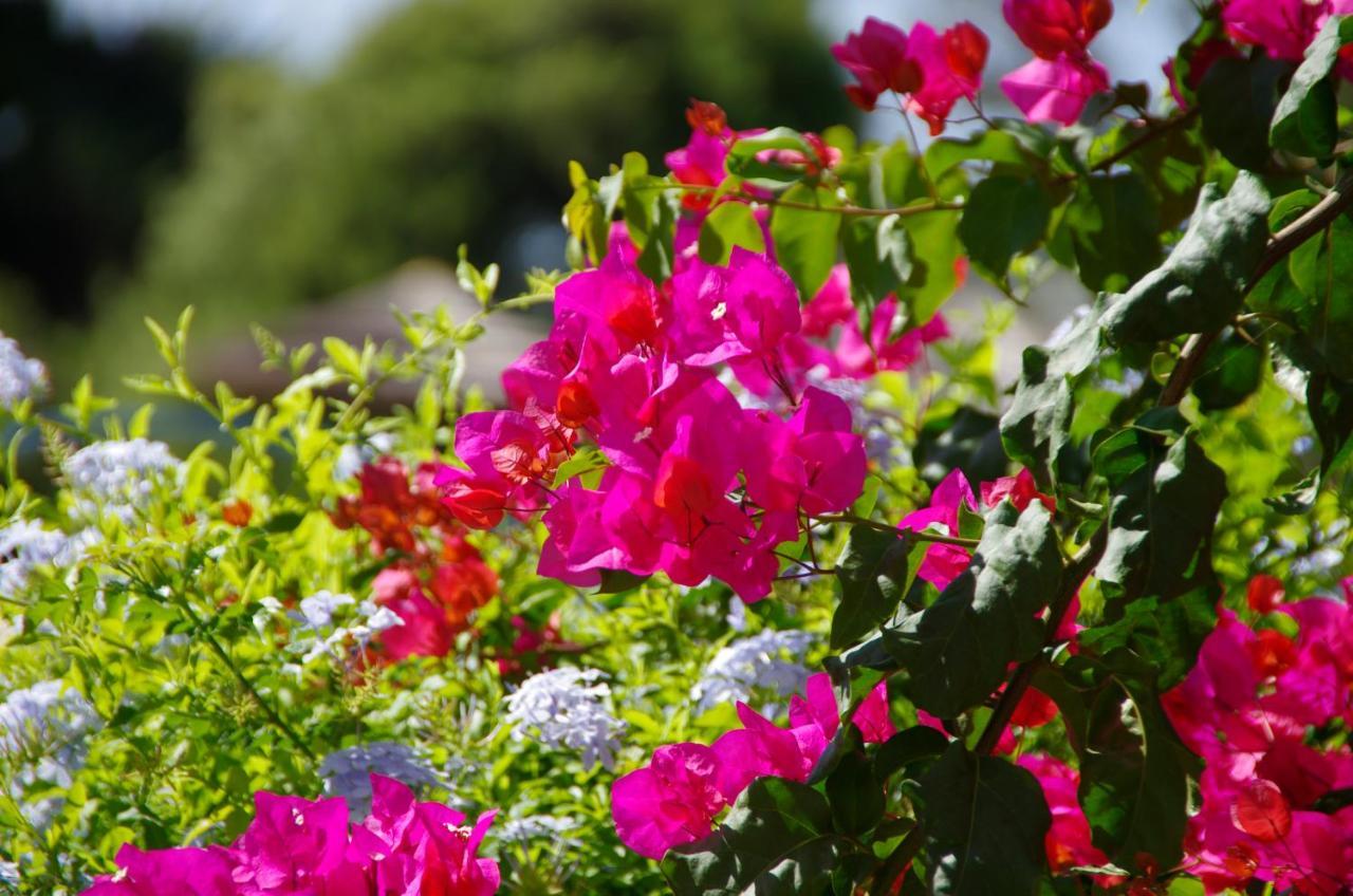 Holidays Albufeira - Ferias De Sonho Ngoại thất bức ảnh